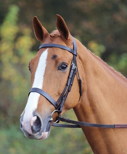 Shires velociti gara - shires,
