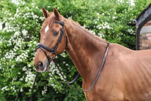 Horse leather bridle - leather, snaffle