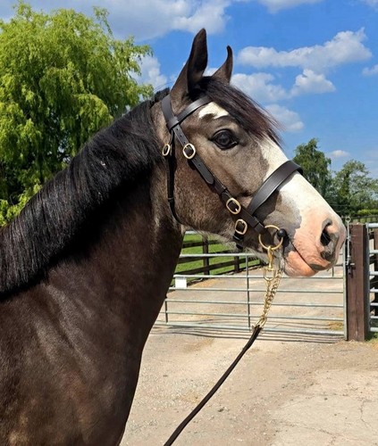 Hand bridle havana brown - havana,