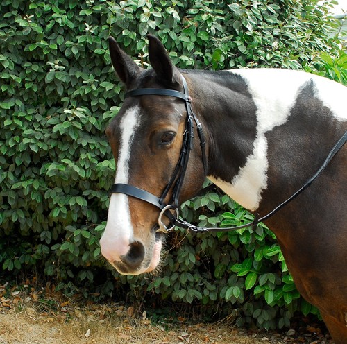 Windsor leather hunter bridle - windsor,