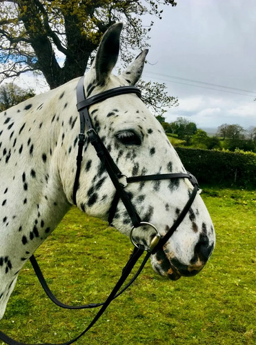 Grackle bridle rubber - grackle,