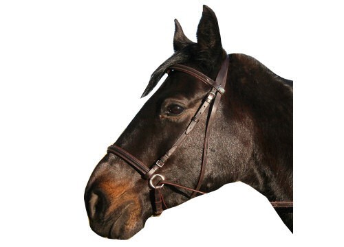 Horse bitless bridle end - horse,