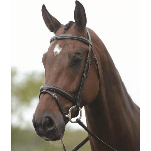 Kincade flash bridle - ii,