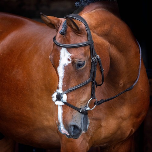 Shires velociti rapida grackle - rapida,