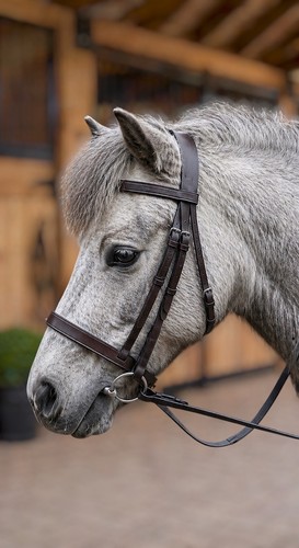 Small shetland pony hunter - or,