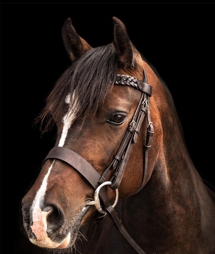 Leather plaited hunter - leather, bridle