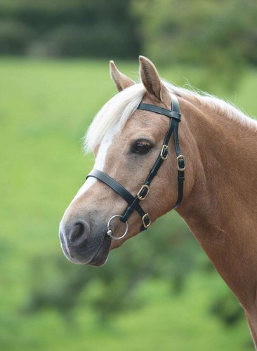 Shires velociti gara - shires, plain