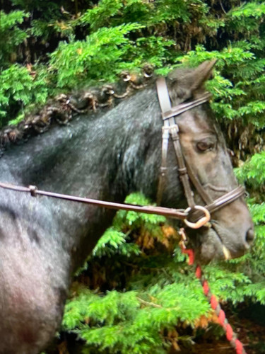 Pretty pony flash - pretty,