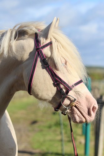 Official libby click bridle - libby's,