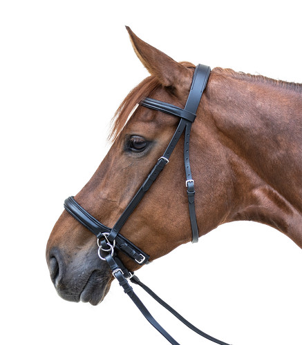 Leather bitless bridle padded - bridle,