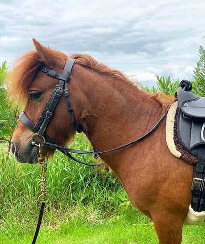 Plaited browband bridle - plaited, bridle-hunter