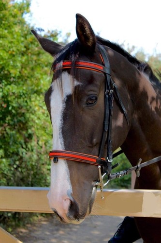 Equipride padded comfort - equipride,