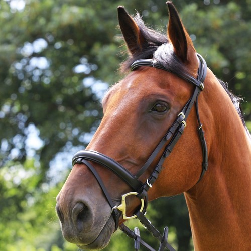 Gallop padded comfort - gallop, bridle