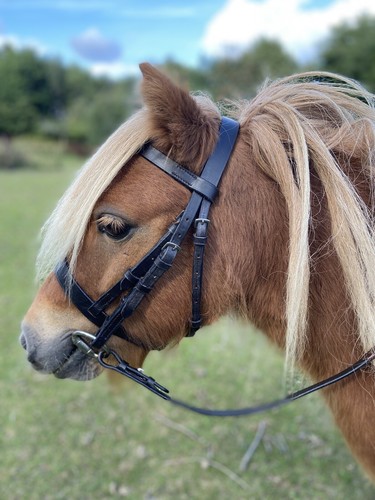 Leather bridle black brown - black, +
