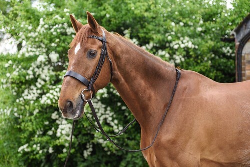 Besler horse leather - besler, bridle